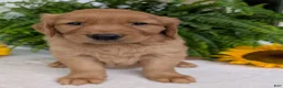 Golden Retriever dogs for sale: Buddy  - Ad 3