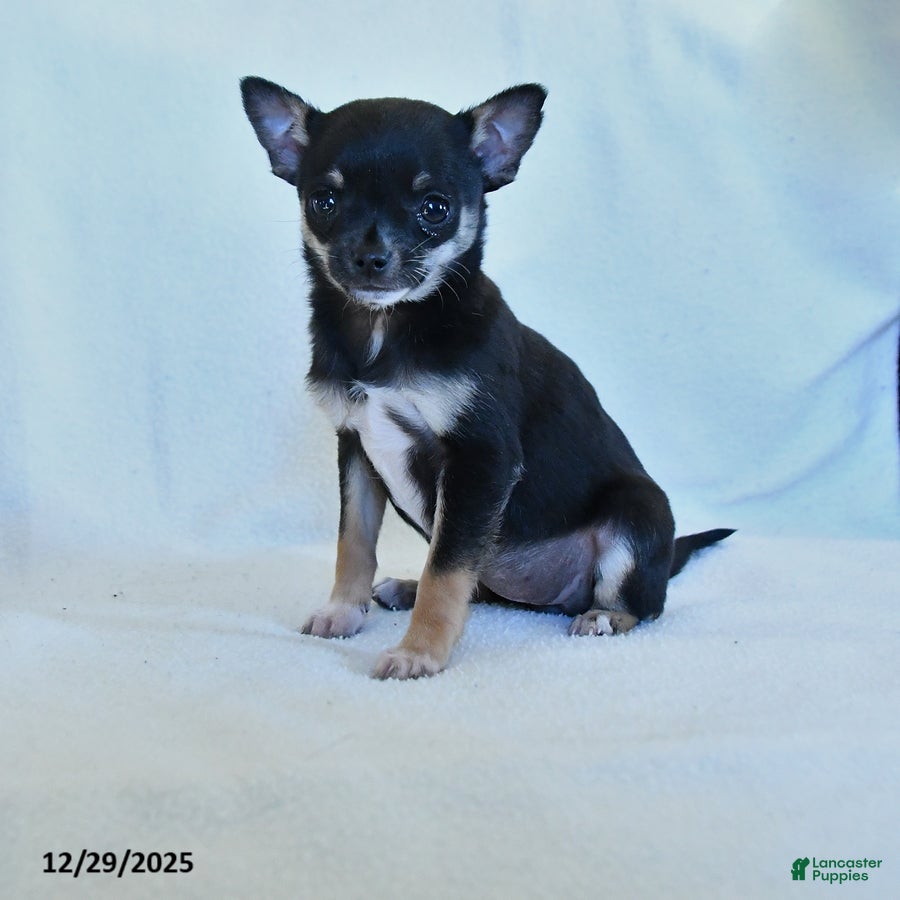 Chihuahua dogs Katie - Ad 32