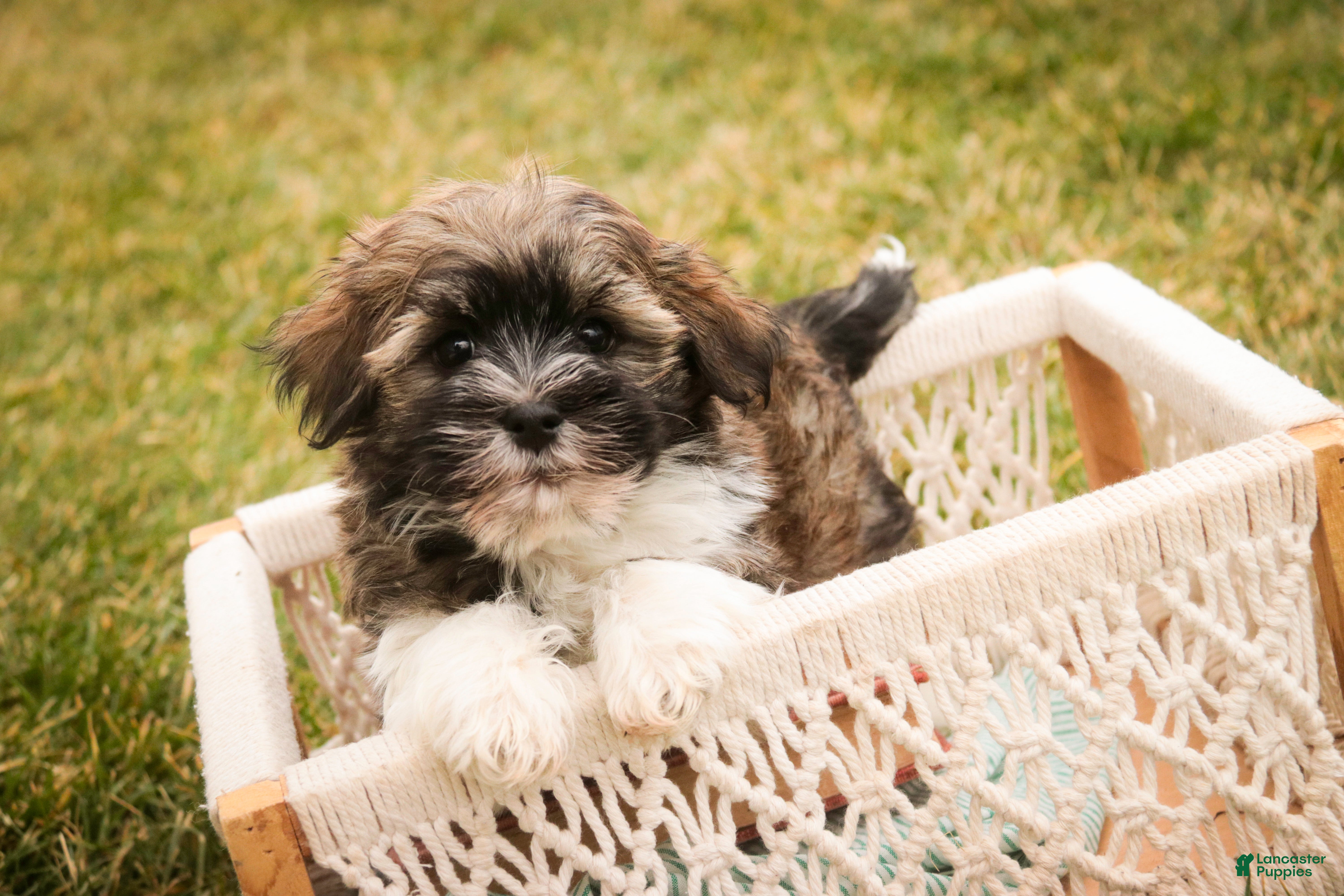 Havanese dogs Rambo - Ad 33