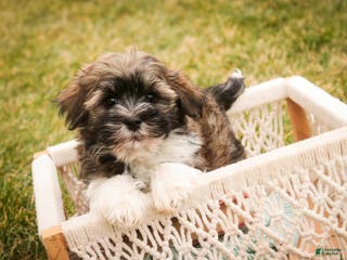 Havanese dogs Rambo - Ad 33