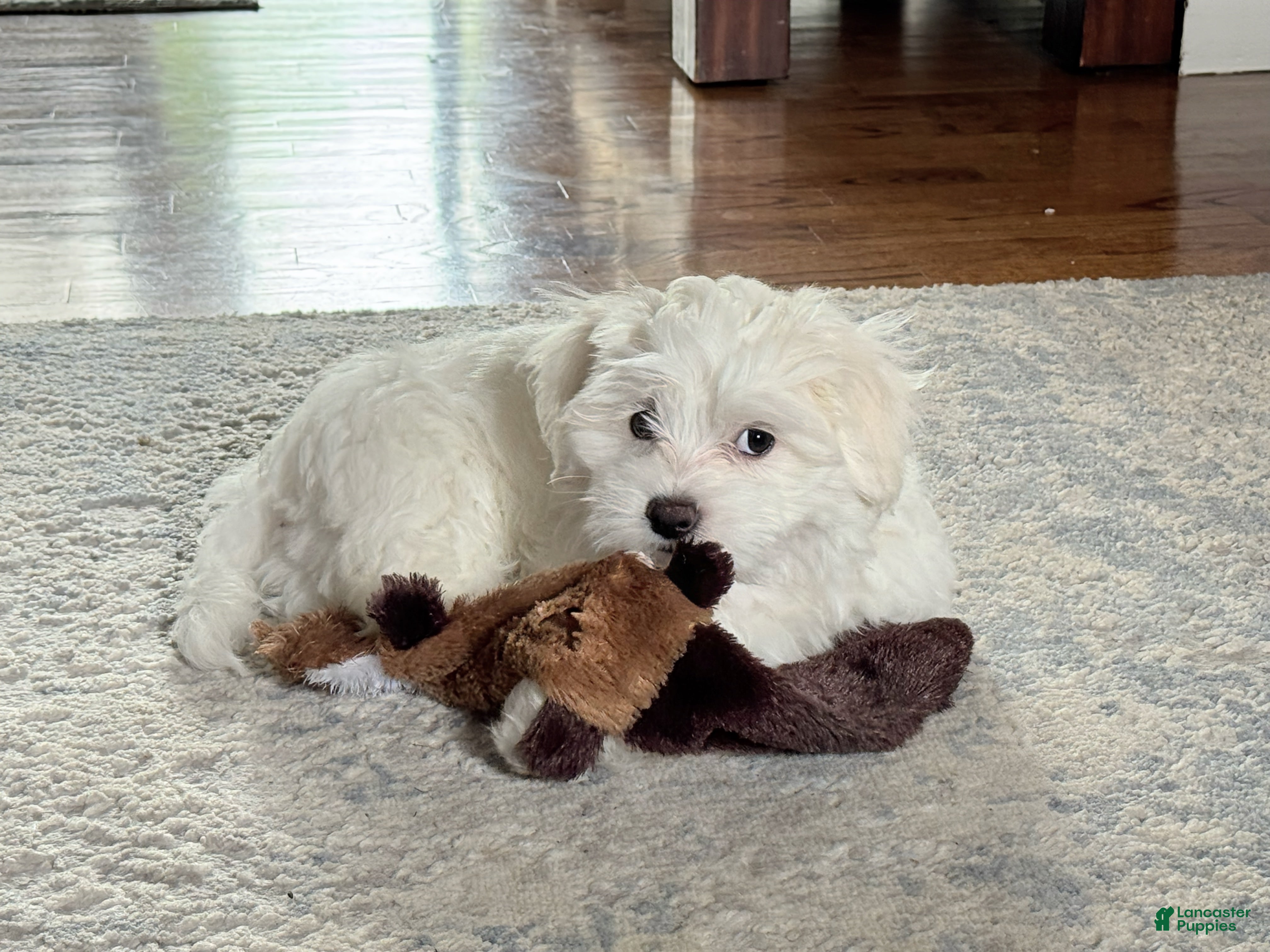 Malshi dogs Billy - Teddy Bear Malshi Puppy - Ad 2