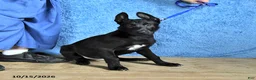 Belgian Malinois dogs for sale: Mooney - Ad 10