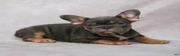French Bulldog dogs for sale: Grace - Ad 8