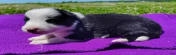 Border Collie dogs for sale: Gloria  - Ad 5