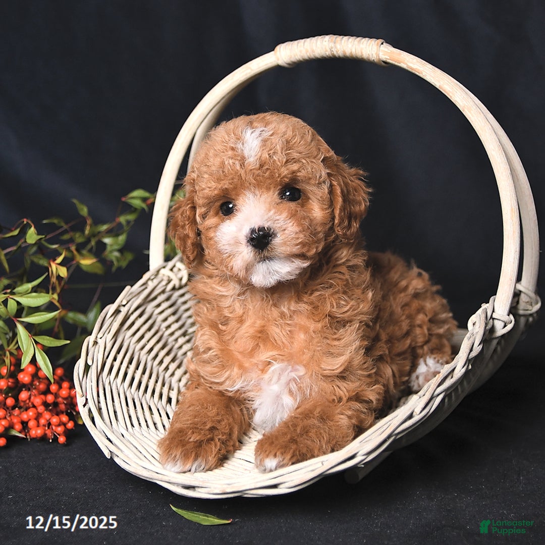 Toy Poodle dogs for sale: Cody - Ad 3