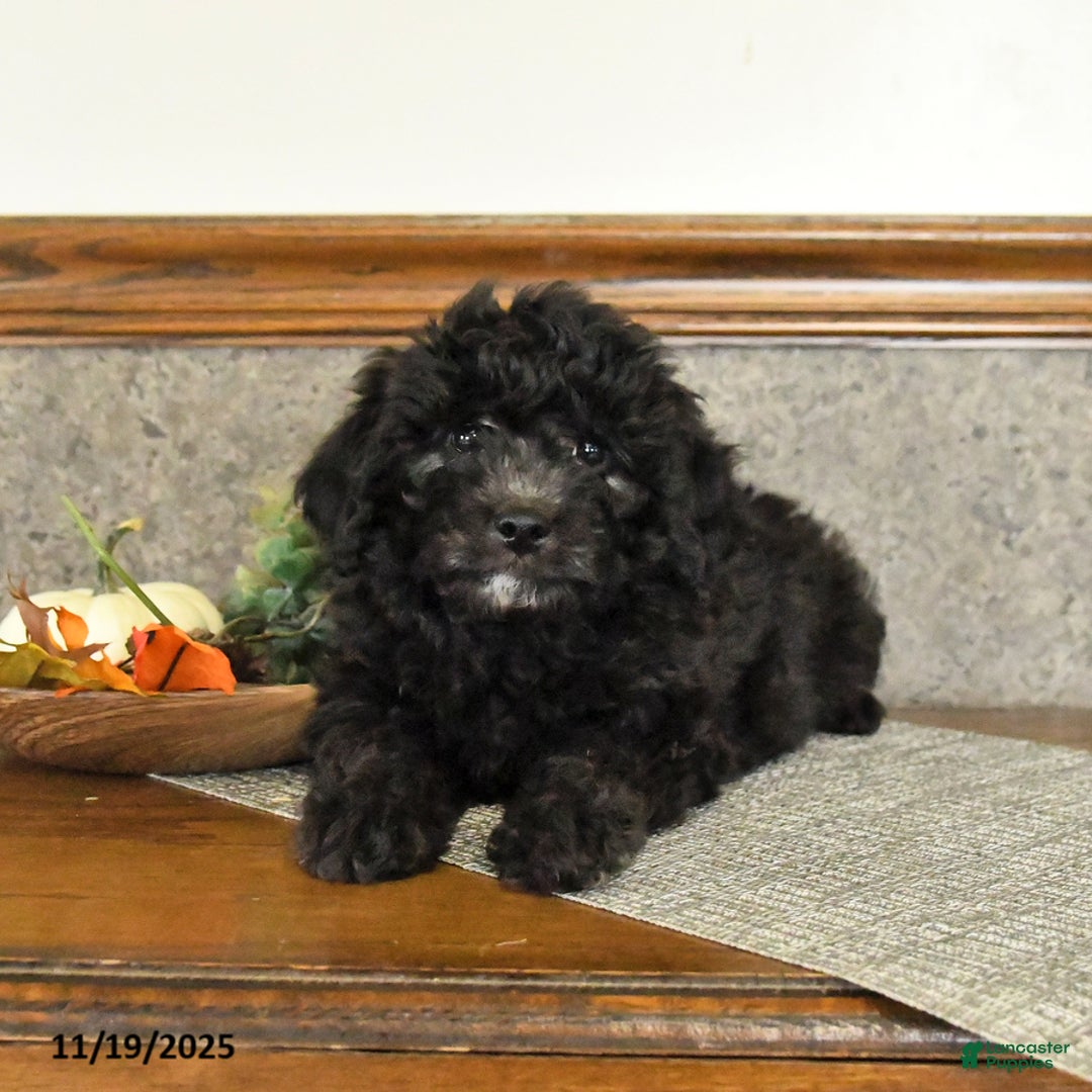 Mini Goldendoodle dogs for sale: Stella - Ad 3
