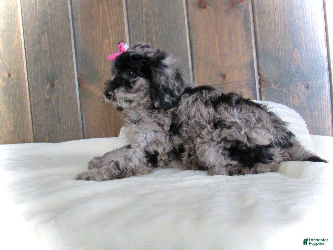 Mini Goldendoodle dogs for sale: Ellie - Ad 16