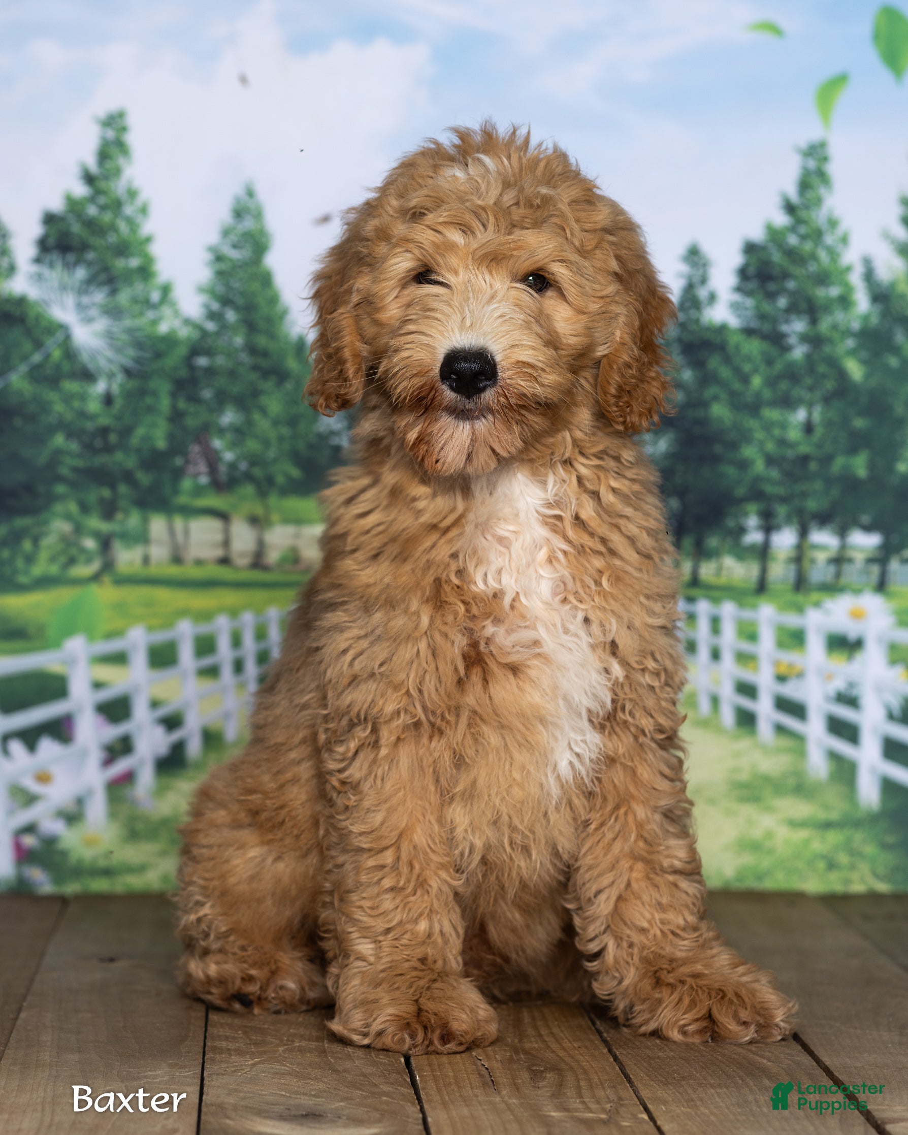 Mini Goldendoodle dogs Baxter - Ad 1