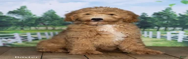 Baxter