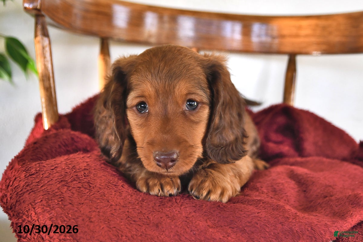 Miniature Dachshund dogs for sale: Rocket - Ad 2