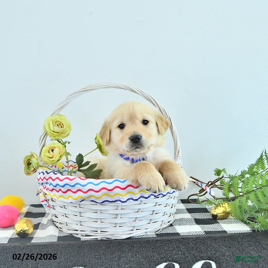 Golden Retriever dogs Riley - Ad 1