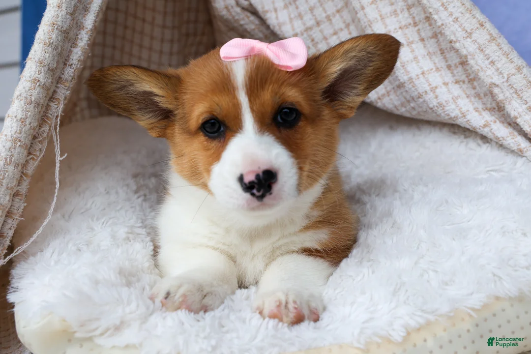 Welsh Corgi Pembroke dogs for sale: 🐾 MEET WREN 🐶❤️ - Ad 1
