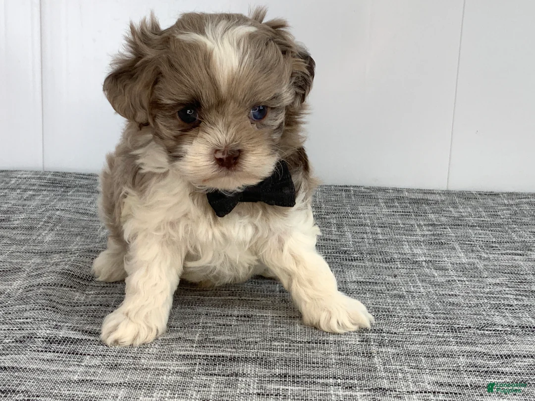 Toy Poodle dogs for sale: Zac - Ad 7