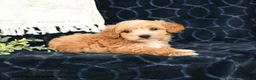Maltipoo dogs for sale: Andy - Ad 3