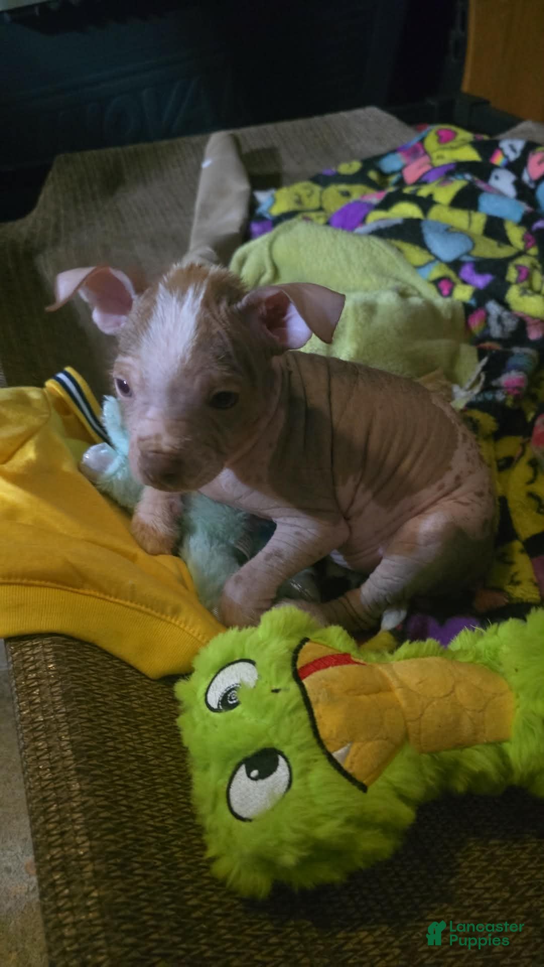 Chinese Crested dogs Kevin - Ad 1