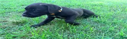 Cane Corso dogs for sale: Crowley AKC yellow/orange collar - Ad 6