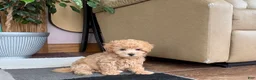 Maltipoo dogs for sale: Suzie  - Ad 2