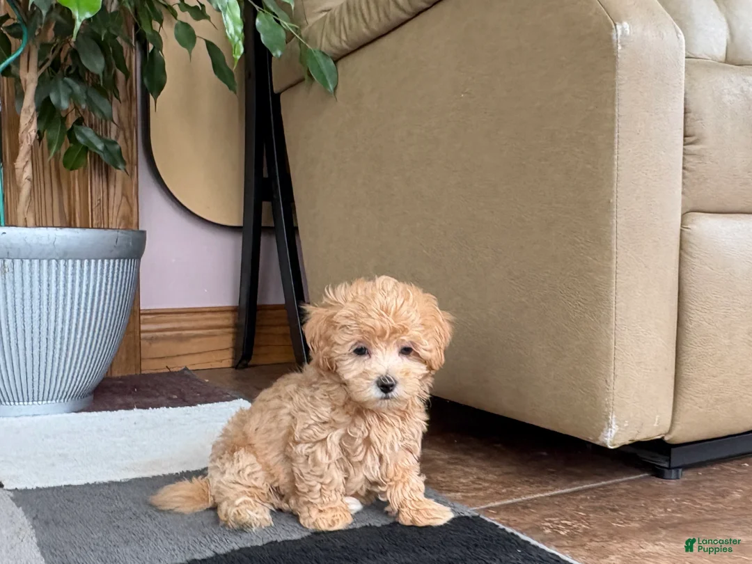 Maltipoo dogs for sale: Suzie  - Ad 2