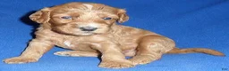 Cockapoo dogs for sale: Reggie - Ad 4
