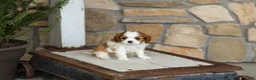 Cavalier King Charles Spaniel dogs for sale: AKC Kenny - Ad 3