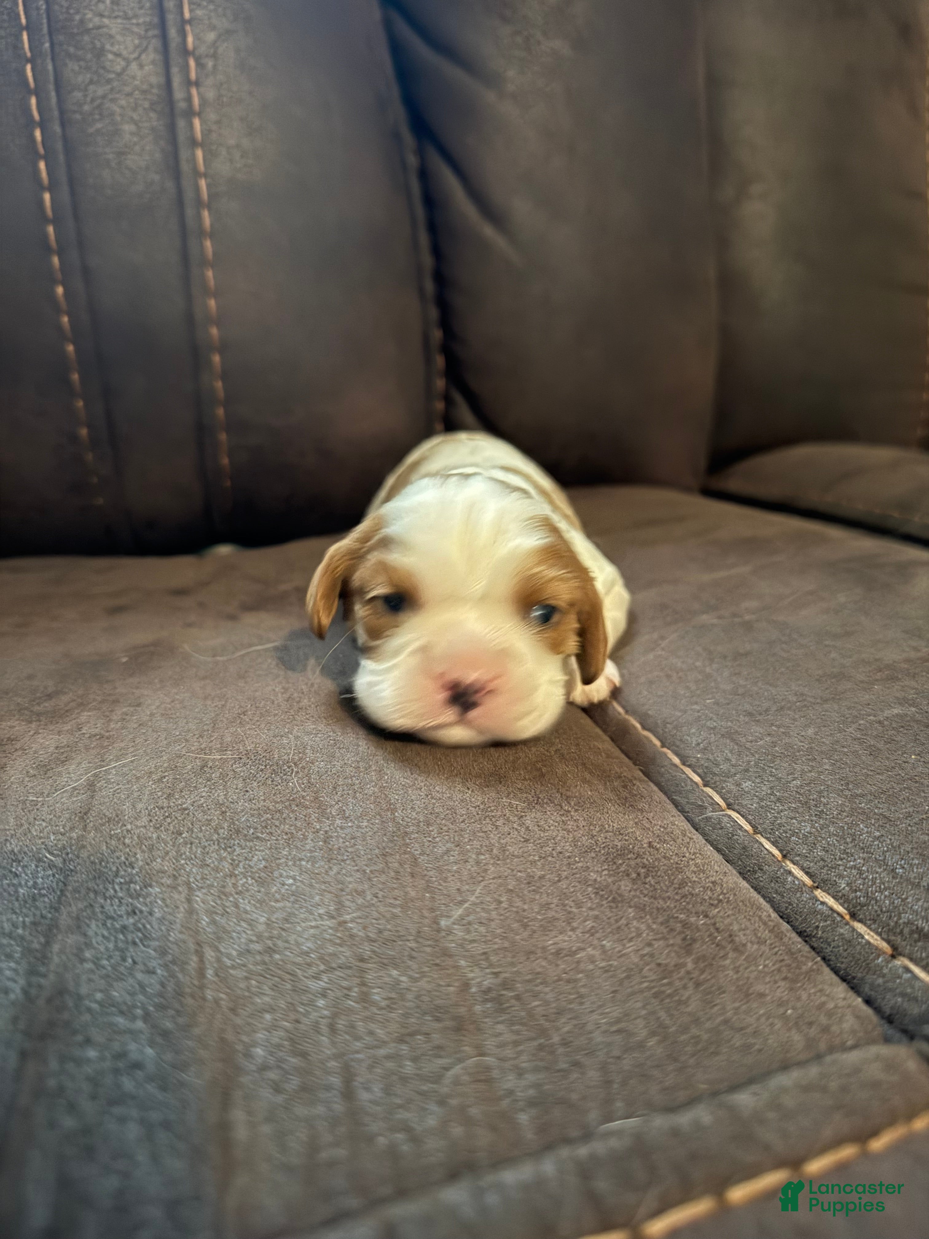 Cavalier King Charles Spaniel dogs Cavalier King Charles Spaniel Cody - Ad 11
