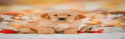 Golden Retriever dogs for sale: Willow - Ad 2