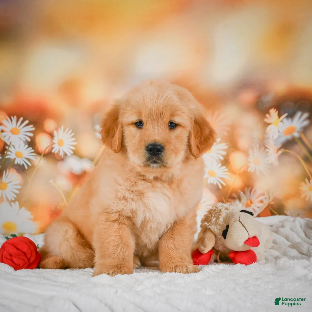 Golden Retriever dogs for sale: Willow - Ad 2
