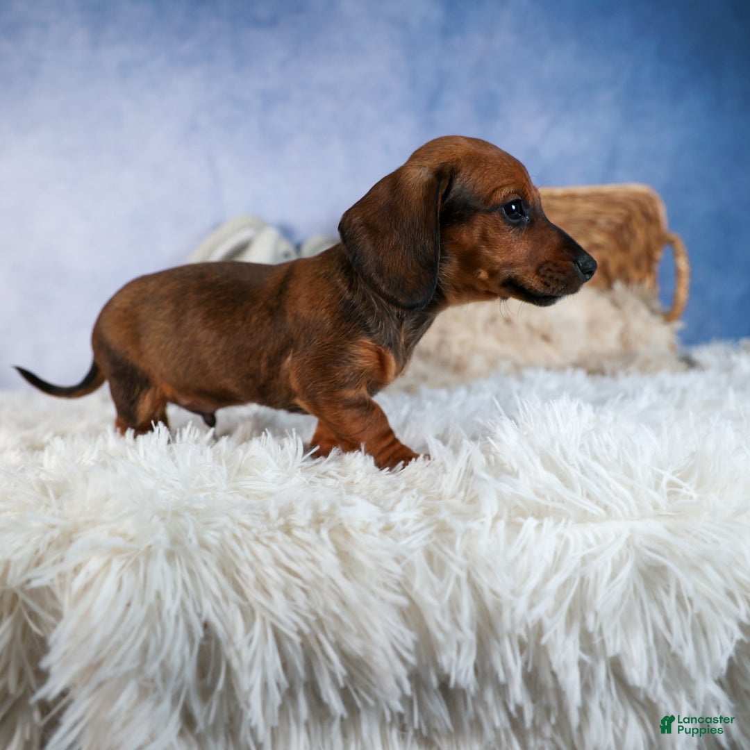 Miniature Dachshund dogs for sale: Cody - Ad 3