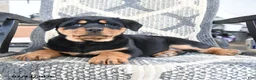 Rottweiler dogs for sale: Darcy - Ad 3