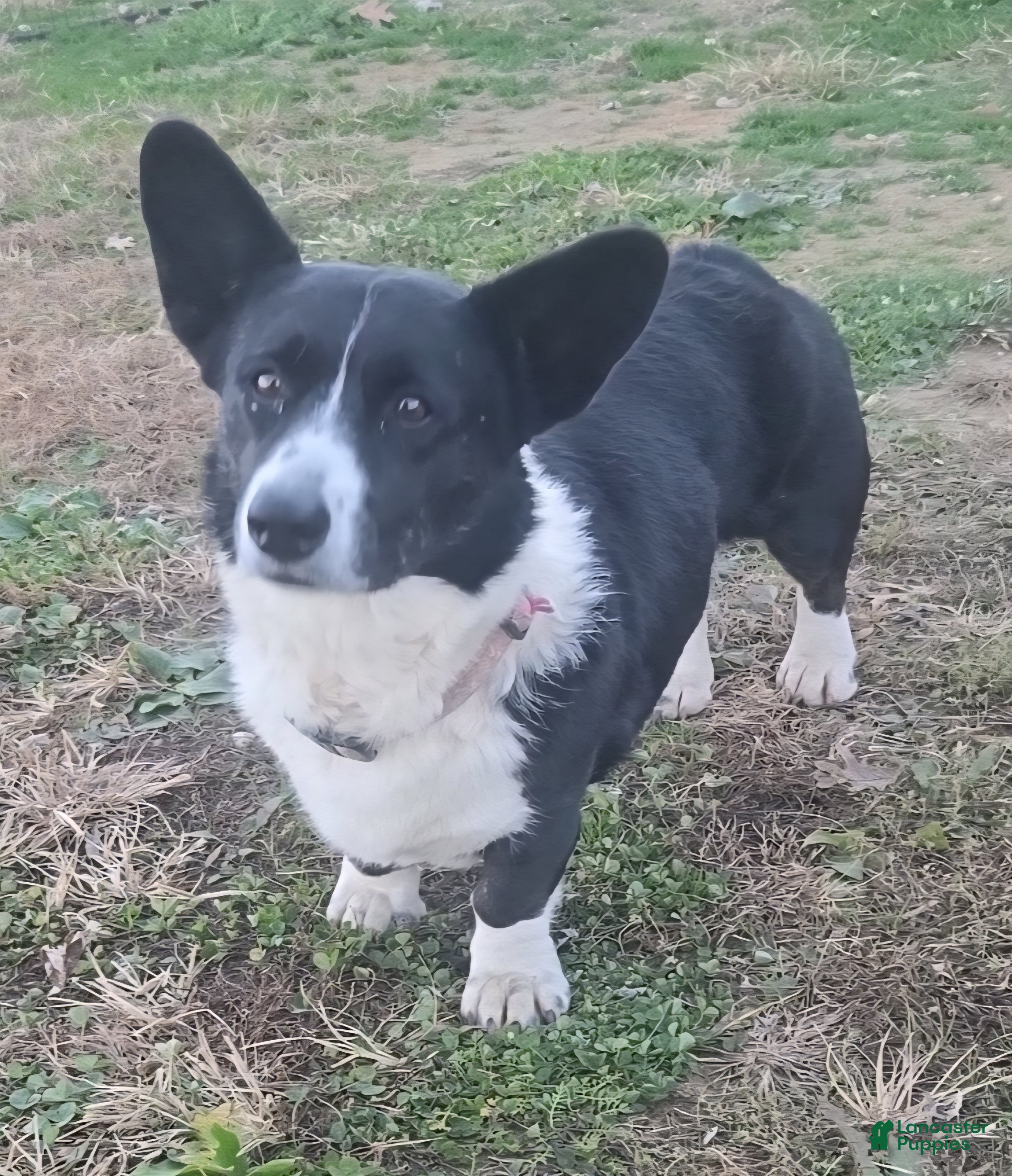 Welsh Corgi Cardigan dogs Welsh Corgi Cardigan Puppy 1 - Ad 2