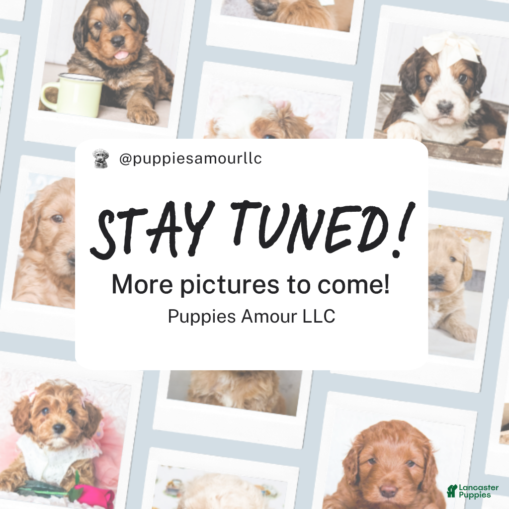 Bernedoodle dogs Meadow - Ad 2