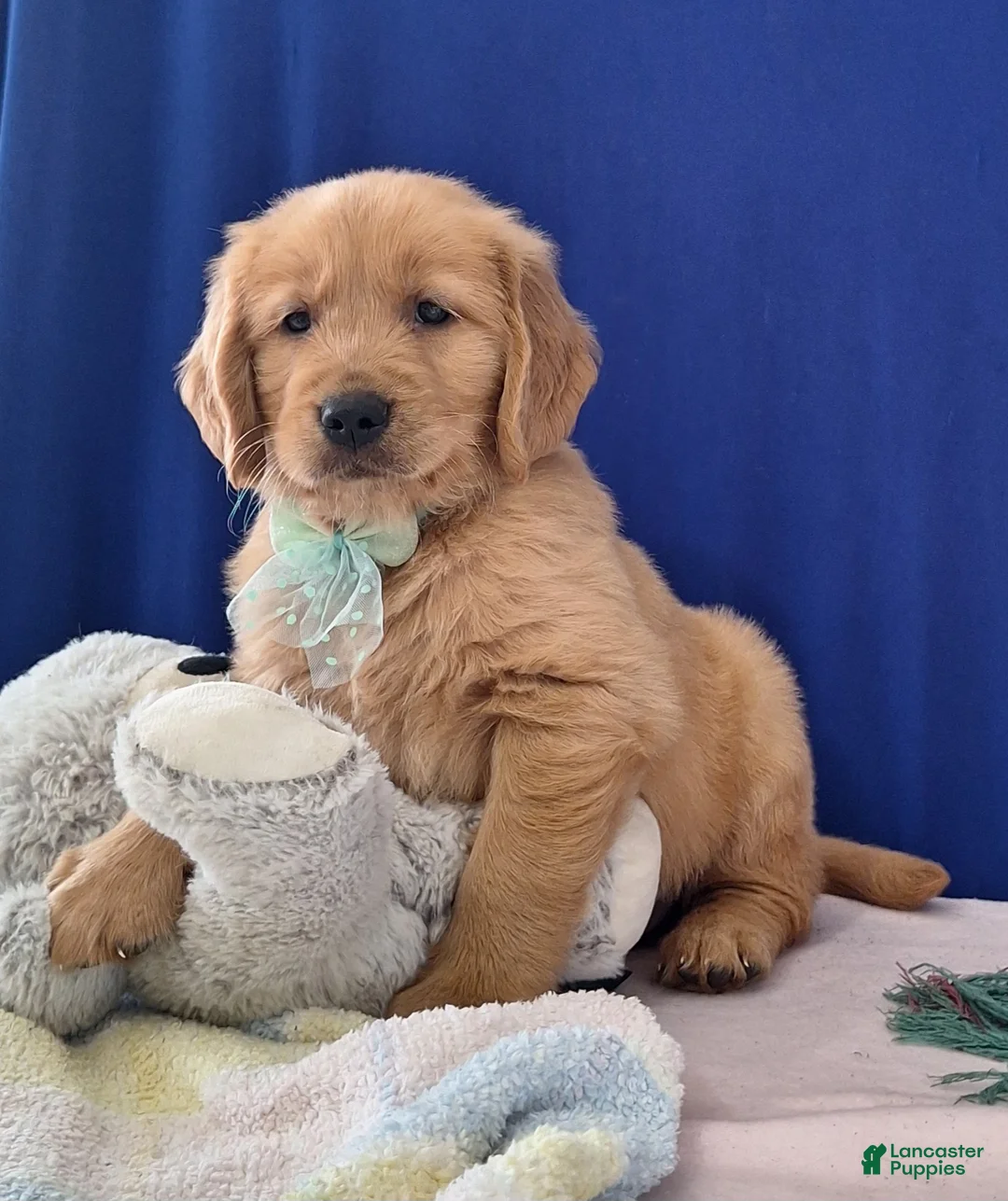 Golden Retriever dogs for sale: Aden - Ad 3