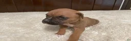Boxer dogs for sale: Colt - Ad 7