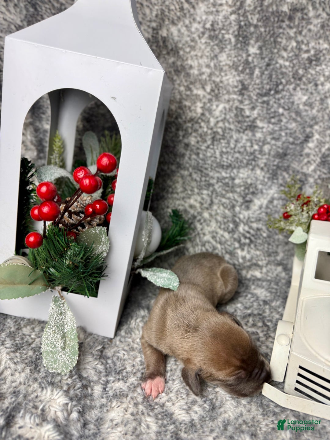 Great Dane dogs for sale: Professor McGonagall - Ad 4