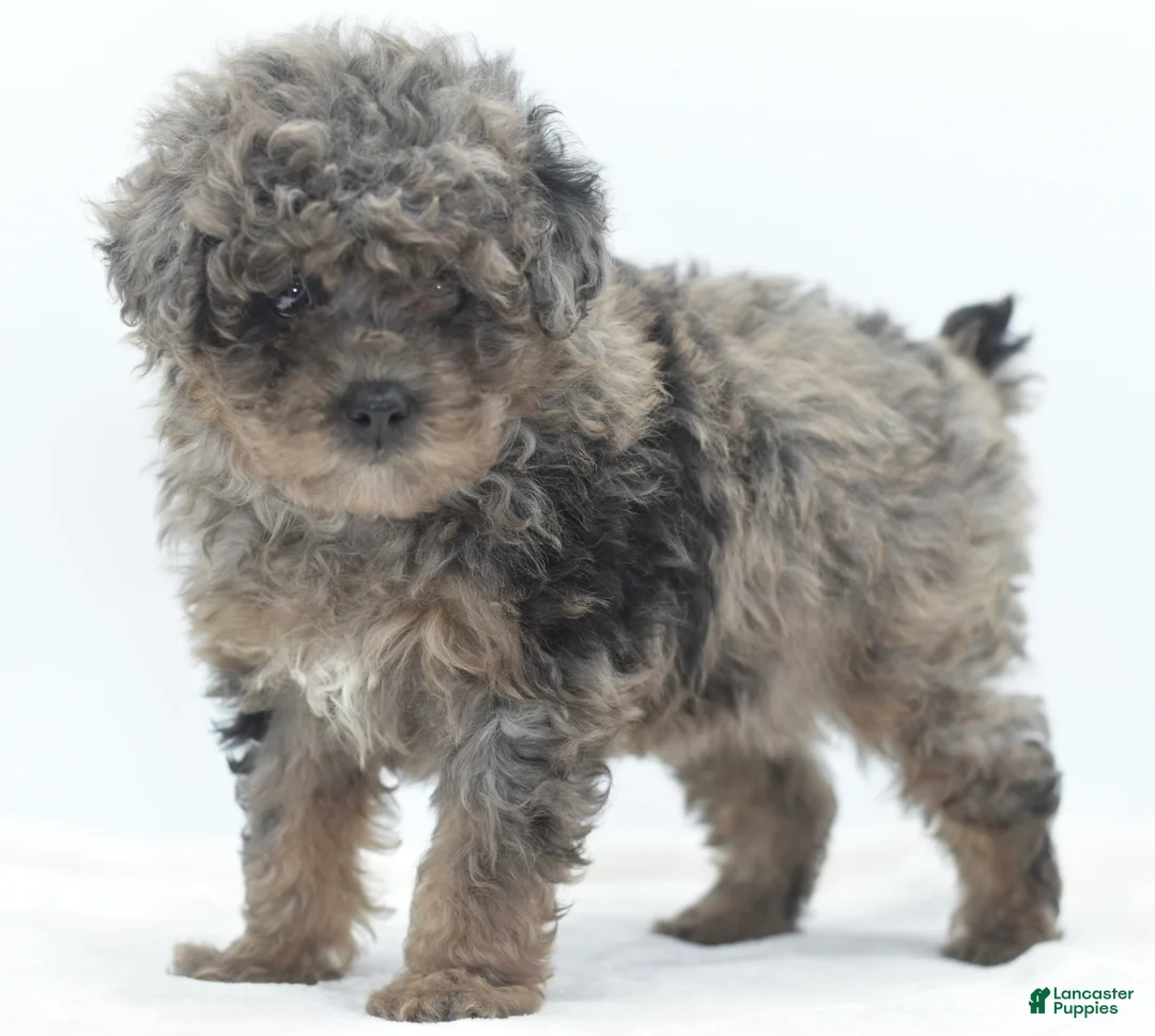 Toy Poodle dogs for sale: Smokey tricolor phantom  - Ad 2