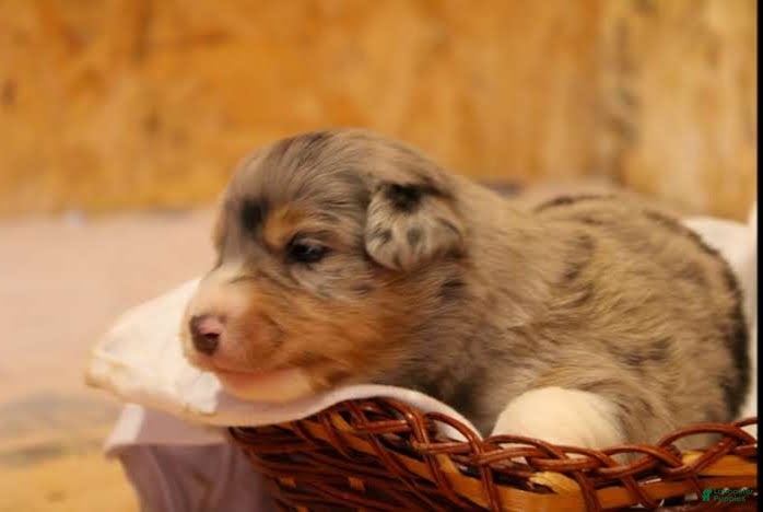 Miniature Australian Shepherd dogs Genesis - Ad 2
