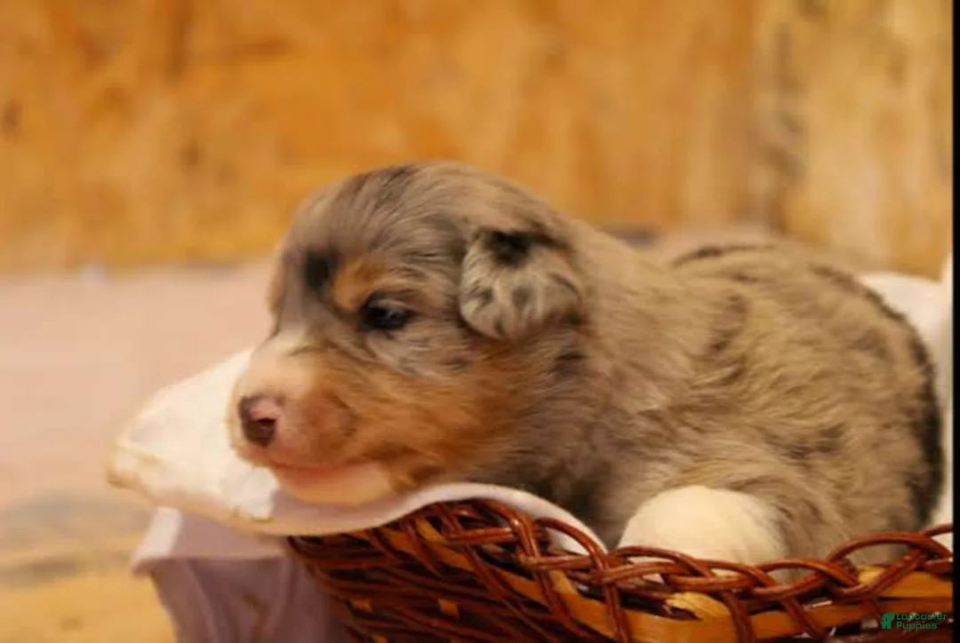 Miniature Australian Shepherd dogs for sale: Genesis - Ad 2