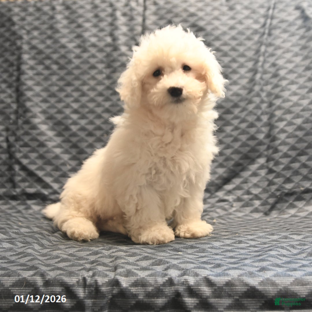 Bichon Frise dogs for sale: Fred - Ad 2