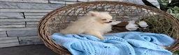 Pomeranian dogs for sale: Hunter  - Ad 3