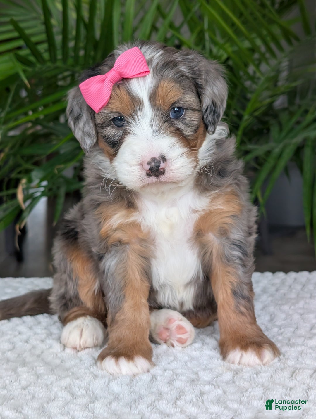 Mini Bernedoodle dogs for sale: Mini Indy  - Ad 7