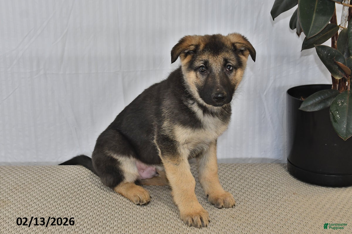 German Shepherd dogs Spike - Ad 2