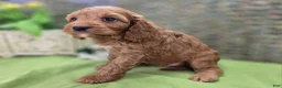 Cockapoo dogs for sale: Cashmere - Ad 10