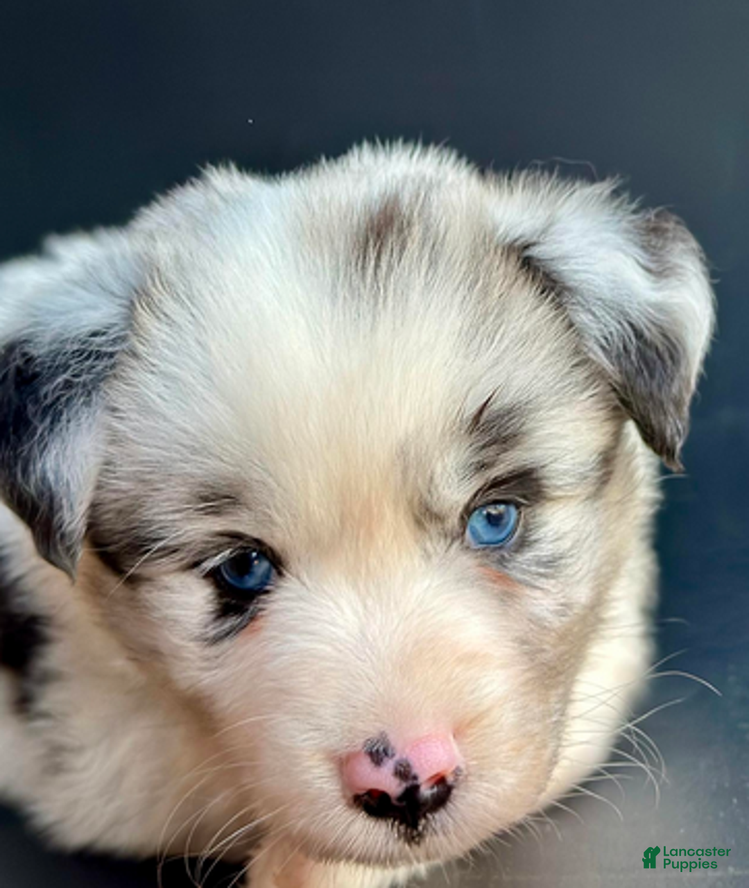 Mixed Breed dogs for sale: Chewy - Ad 1