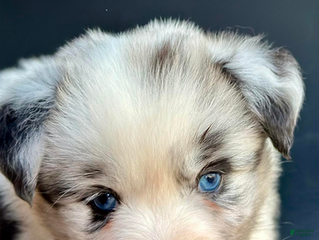 Mixed Breed dogs Chewy - Ad 2