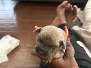 Cane Corso dogs Cane Corso Puppy 6 - Ad 41