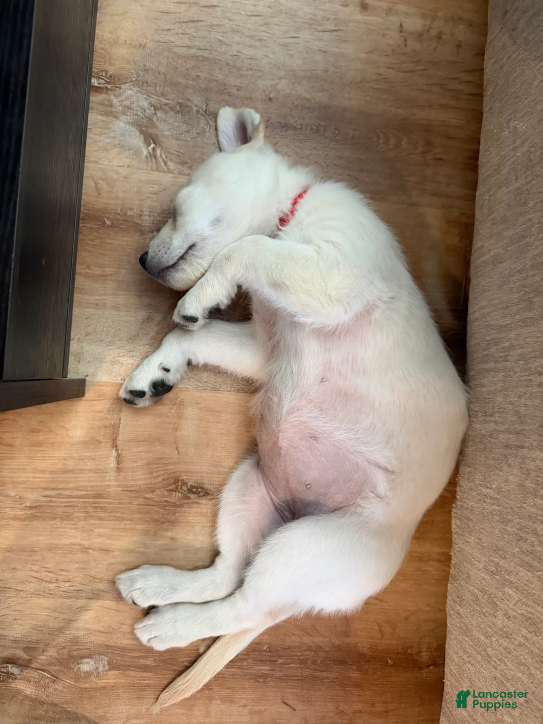 Golden Shepherd dogs for sale: Chloe - Ad 2