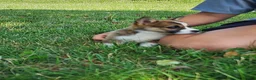 Welsh Corgi Pembroke dogs for sale: Fern - Ad 5