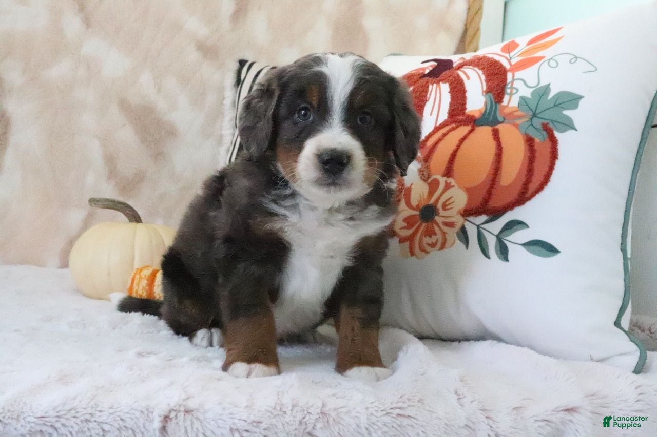 Mini Bernedoodle dogs Jasper - Ad 2