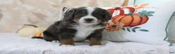 Mini Bernedoodle dogs for sale: Jasper - Ad 2