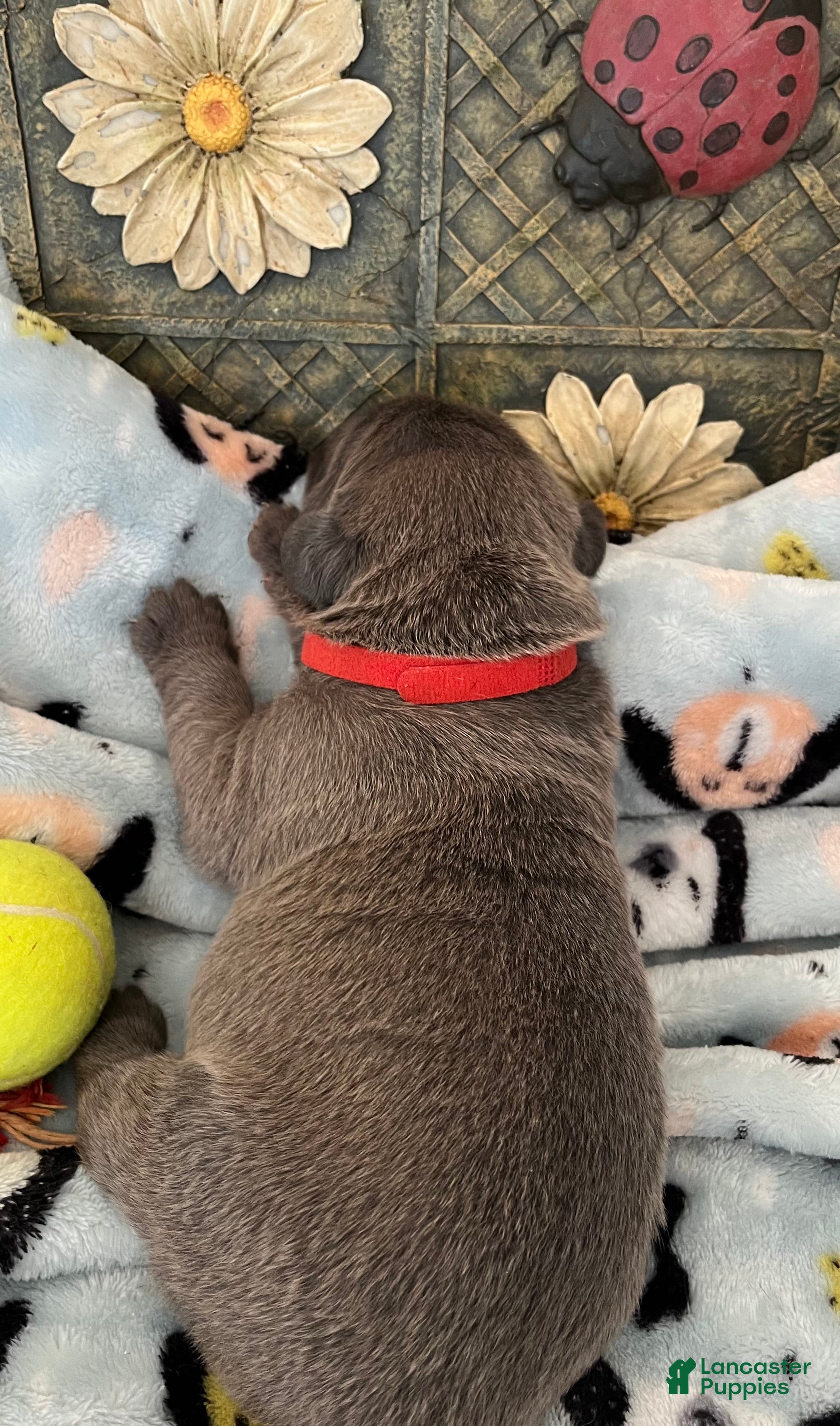 Cane Corso dogs for sale: Orange collar - Ad 15